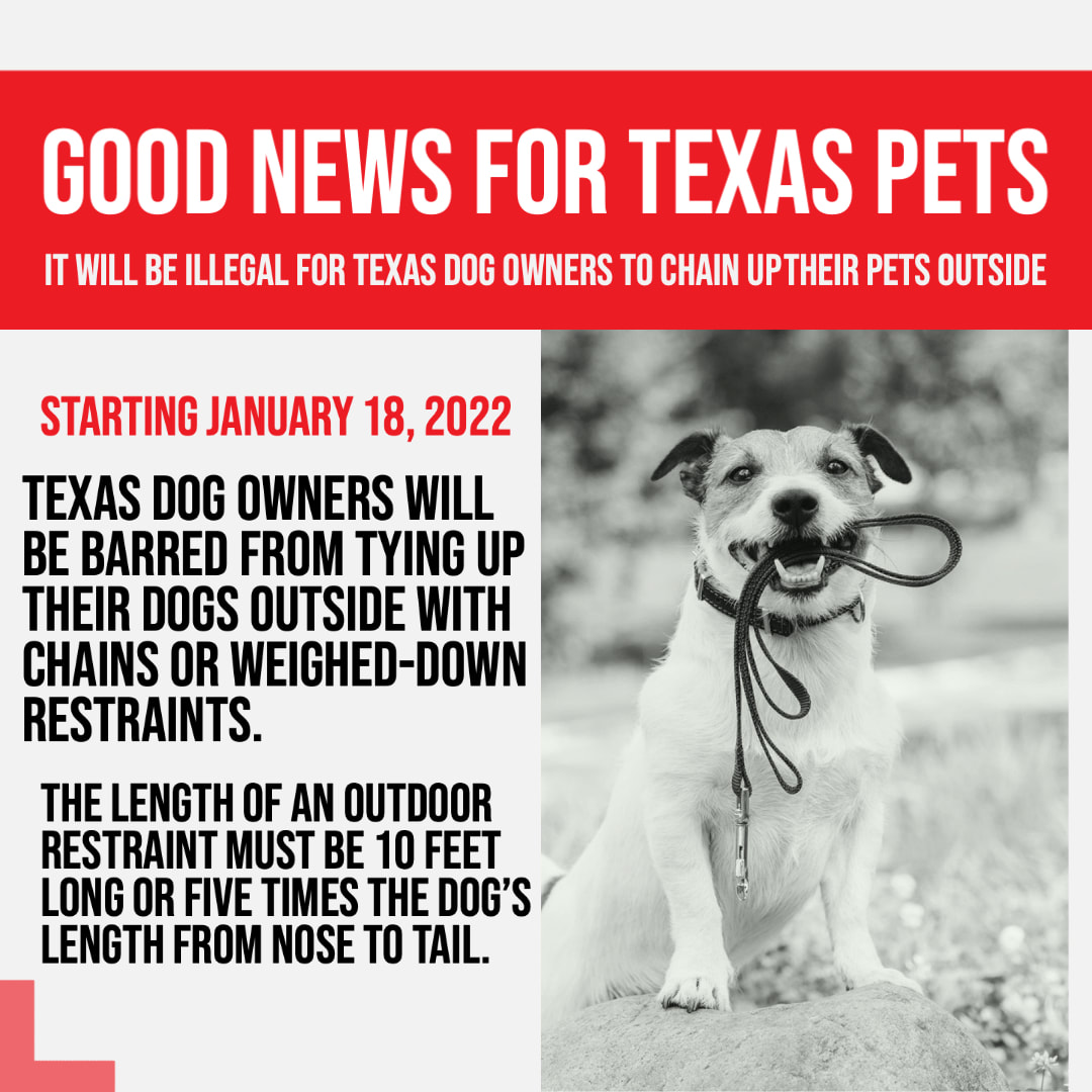 New TX Law to Help Make Life More Humane for Pet Dogs - Midland Humane  Coalition